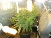grow journal 417.jpg
