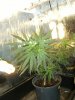 grow journal 419.jpg