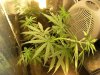 grow journal 418.jpg