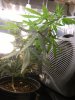 grow journal 431.jpg