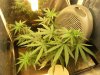 grow journal 432.jpg