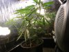 grow journal 434.jpg