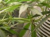 grow journal 435.jpg