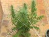 grow journal 421.jpg