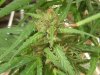 grow journal 423.jpg