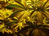 jrex bigger seedsman plants (5).JPG