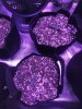 TRANSPLANT PIC (2).JPG