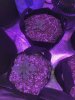 TRANSPLANT PIC (3).JPG