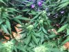 IMG_6258.JPEG