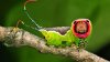 Puss moth caterpillar 20140718.jpg