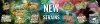 SEEDSMAN NEW GENETICS 2018.jpg