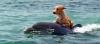 dolphin-and-dog_big.png