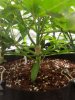 28 gsc snap! stem.jpg 28 gsc snap! stem.jpg