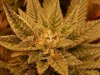 Wolfies Kush # 1 -3.JPG