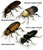 beetles.jpg