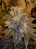 Grapefruit Kush.JPG Grapefruit Kush.JPG