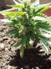 lidy-bugs-albums-first-grow-picture53860-a.jpg