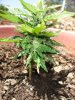 lidy-bugs-albums-first-grow-picture53859-a.jpg