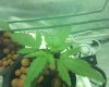 day 14 1st grow (3).jpg