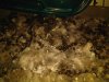 Bokashi soil.jpg
