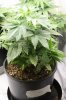 1-20-2018 Week-PUF3 First Day of Flower (1).JPG
