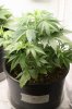 1-20-2018 Week-PUF3 First Day of Flower (7).JPG