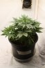 1-20-2018 Week-PUF3 First Day of Flower (5).JPG