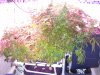 DSCN2801.JPG