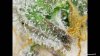 Green crack1.jpg