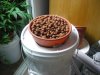 Expanded Clay Pellets.JPG