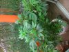 Several Plants.jpg