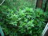 Plants Now.JPG