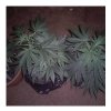 TROPICAL TOP, LIL IFY AND MYSTERY HEMP-FAR RIGHT1.JPG
