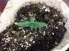 Power kush day 5 ish.jpg