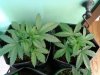 white skunk after topping day 31.jpg
