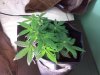 Diesel ryder 2 day 31.jpg