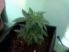 diesel ryder 3 day 31 micro.jpg