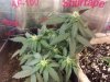 Diesel ryder day 31.jpg