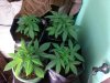 4 white skunk day 31.jpg