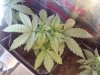 white skunk sooo nice day 31.jpg