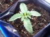 virginia bagseed day 10ish.jpg