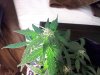 diesel ryder day 31 close up.jpg