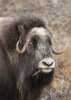Muskox_Marlin-Harms_3.jpg