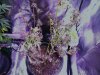 Blue Dream attempted reversion Feb 12 2019.jpg Blue Dream attempted reversion Feb 12 2019.jpg