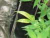 blueberry vegetative post flush feb 12 2019 nitrogen iron sulfur deficiency leaf.jpg