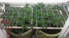 scrog-sog.jpg