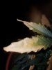20190213_214924.jpg