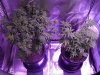 Grow 3 Blueberry just uppotted to #7s Feb 19 2019.jpg