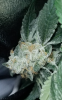 JointMonster - Remo Chemo Full Plant03.png