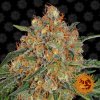 orange-sherbert_1_956518.jpg
